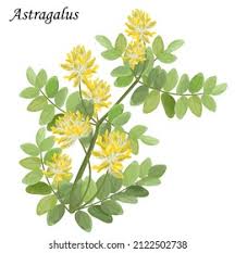 Attēlu rezultāti vaicājumam “Astragalus arenarius leaf”