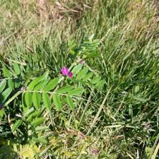 Attēlu rezultāti vaicājumam “Vicia angustifolia flower”