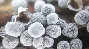 Attēlu rezultāti vaicājumam “Badhamia lilacina var. megaspora sessile”