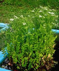 Attēlu rezultāti vaicājumam “Berula erecta leaf”