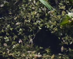 Attēlu rezultāti vaicājumam “Lemna trisulca”