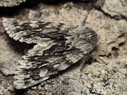 Attēlu rezultāti vaicājumam “Brachionycha nubeculosa”