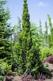 Attēlu rezultāti vaicājumam “Abies alba”