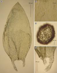 Attēlu rezultāti vaicājumam “Plagiothecium nemorale”
