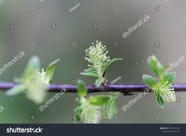 Attēlu rezultāti vaicājumam “Salix myrsinifolia female flower”
