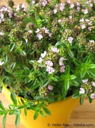 Image result for Bohnenkraut