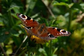 Attēlu rezultāti vaicājumam “Inachis io underside”