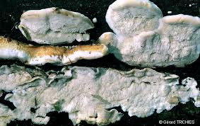 Attēlu rezultāti vaicājumam “Postia leucomallella”