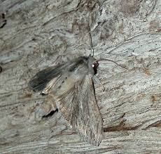 Attēlu rezultāti vaicājumam “Cucullia lucifuga”