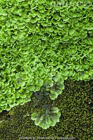 Attēlu rezultāti vaicājumam “Pellia epiphylla”