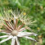 Attēlu rezultāti vaicājumam “Leontodon hispidus fruit”
