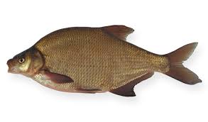 Image result for vissen