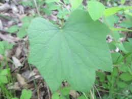 Attēlu rezultāti vaicājumam “Menispermum dauricum leaf”