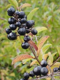 Attēlu rezultāti vaicājumam “Ligustrum vulgare”