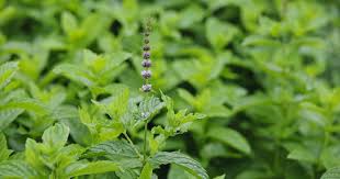 Attēlu rezultāti vaicājumam “Mentha spicata flower”