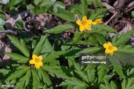 Attēlu rezultāti vaicājumam “Anemone ranunculoides leaf”