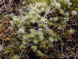 Attēlu rezultāti vaicājumam “Racomitrium canescens sporophyte”