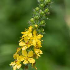 Image result for Agrimonia eupatoria