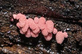 Attēlu rezultāti vaicājumam “Oligonema favogineum plasmodium”