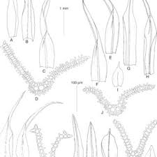 Attēlu rezultāti vaicājumam “Cynodontium strumiferum”
