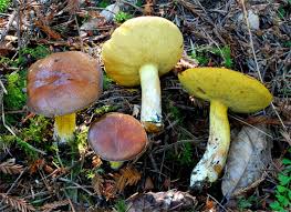Attēlu rezultāti vaicājumam “Suillus granulatus”