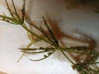 Attēlu rezultāti vaicājumam “Chara globularis”