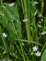 Attēlu rezultāti vaicājumam “Stellaria longifolia leaf”