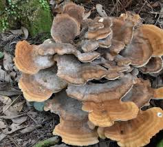 Attēlu rezultāti vaicājumam “Bondarzewia mesenterica”