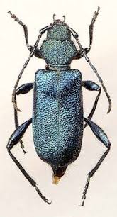 Attēlu rezultāti vaicājumam “Callidium violaceum”