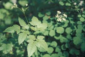 Attēlu rezultāti vaicājumam “Acalitus longisetosus”