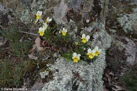 Attēlu rezultāti vaicājumam “Viola tricolor subsp. matutina”