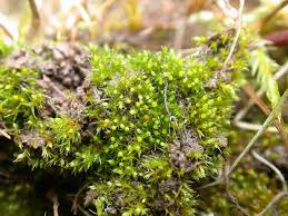 Attēlu rezultāti vaicājumam “Eurhynchiastrum pulchellum macro”
