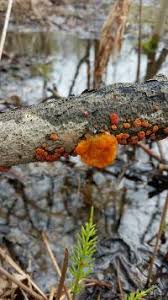 Attēlu rezultāti vaicājumam “Peniophora rufa”