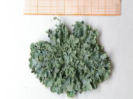 Attēlu rezultāti vaicājumam “Parmelia sulcata”