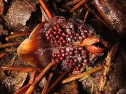 Attēlu rezultāti vaicājumam “Pucciniastrum areolatum”