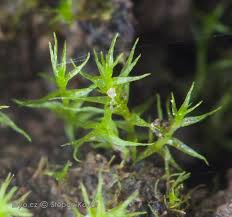 Attēlu rezultāti vaicājumam “Dicranella staphylina”