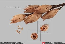 Attēlu rezultāti vaicājumam “Odontites vulgaris fruit”