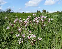 Attēlu rezultāti vaicājumam “Butomus umbellatus”
