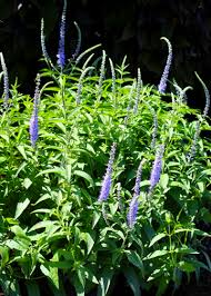 Attēlu rezultāti vaicājumam “Veronica longifolia bud”
