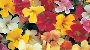 Image result for Mimulus x hybrida