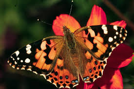 Attēlu rezultāti vaicājumam “Lepidoptera”