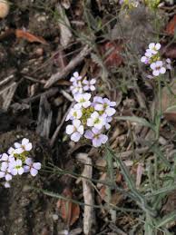 Attēlu rezultāti vaicājumam “Cardaminopsis arenosa flower”
