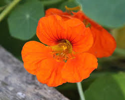 Image result for Tropaeolum majus