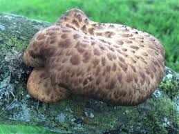 Attēlu rezultāti vaicājumam “Polyporus tuberaster”