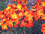 Giroflee brassicaceae cruciferae matthiola incana violier