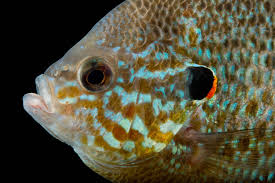 Image result for Lepomis gibbosus