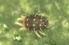 Attēlu rezultāti vaicājumam “Panonychus”