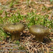 Attēlu rezultāti vaicājumam “Lactarius necator”