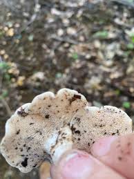 Attēlu rezultāti vaicājumam “Hydnum repandum”