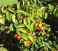 Attēlu rezultāti vaicājumam “Cornus mas fruit”